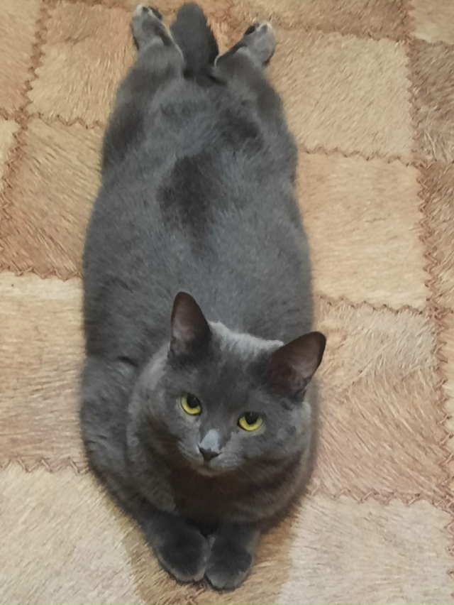 Любимый кот 🐱