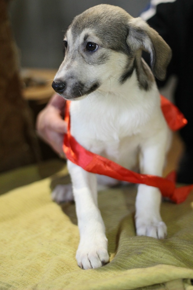 Вот такие звёздочки четверолапые Две сестрички Герда ...