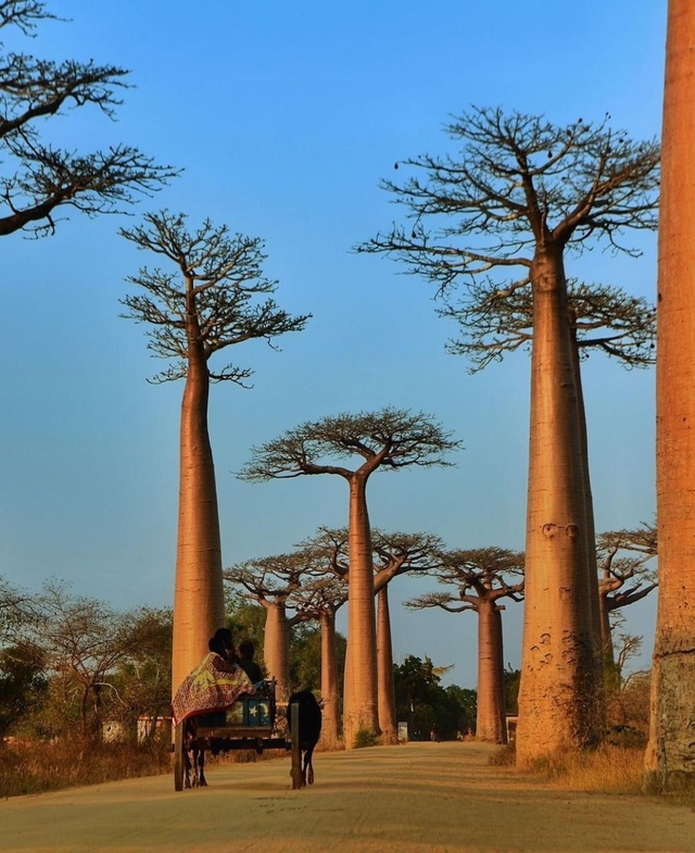 Мадагаскар??
Аллея баобабов является знаменитой гр...