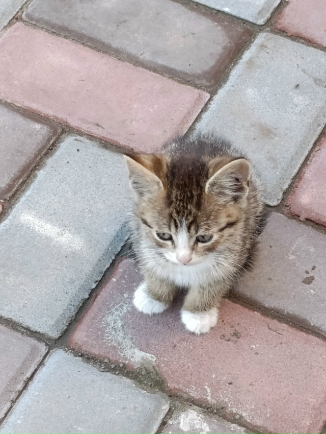 Отдам котят в хорошие руки. Бездомная кошка окотилась, ...