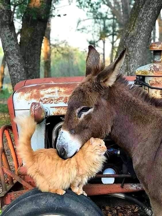 Все любят кошек!❤