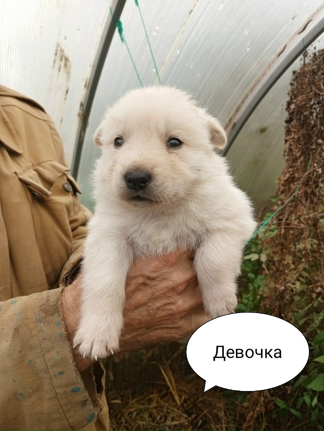 Очаровательные красавчики-карапузы срочно ищут дом! ???...