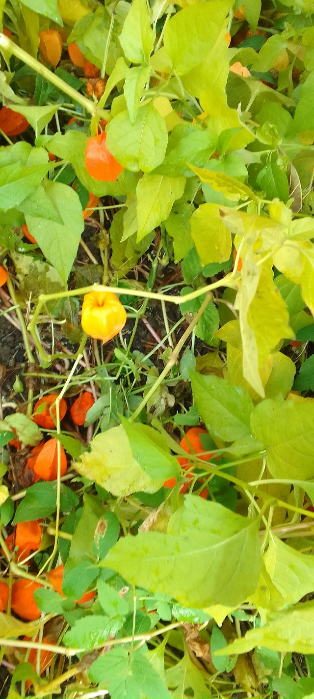 Осенние краски осени