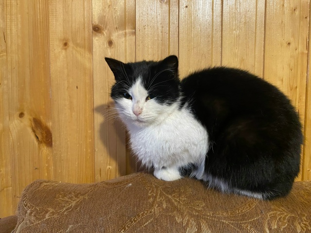 ( анонимно пожалуйста)
Добрый день! ☀
🐈🐈‍⬛ с насту?...