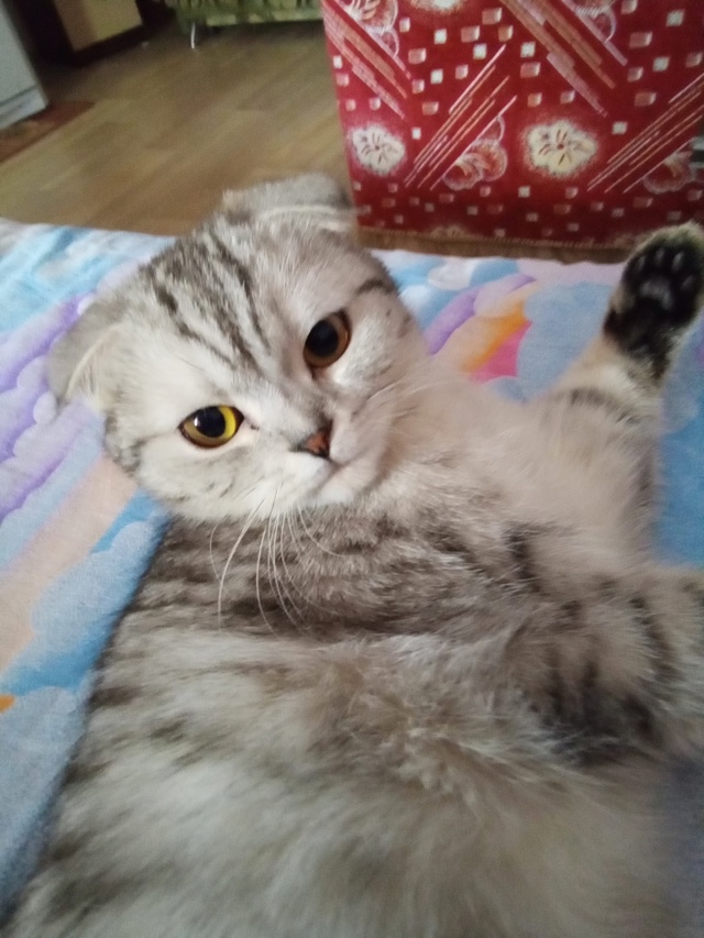 Пропала кошка шотландская вислоухая, скорее всего вып?...
