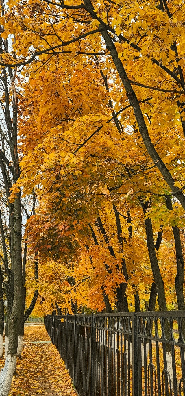Осень в Балашихе😍