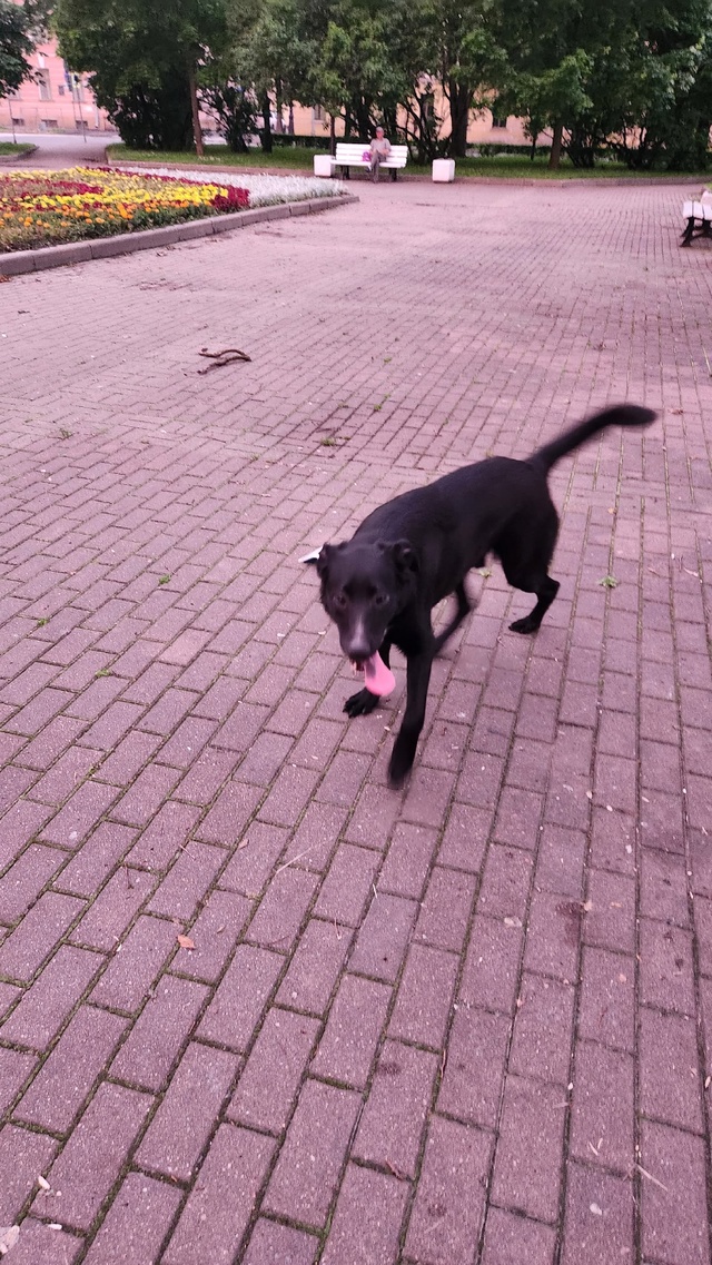 Бегает собака очень похоже, что домашняя в парке около ...