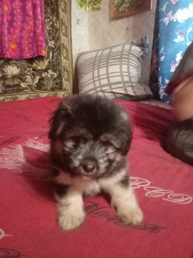 Дятьково.Две малышки в добрые руки.Мама-такса,папа-кер?...