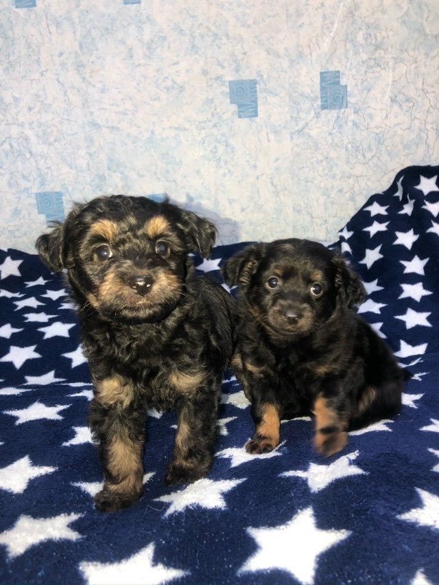 Фото 1. Отдам щенков в хорошие руки, папа по любви, две д?...