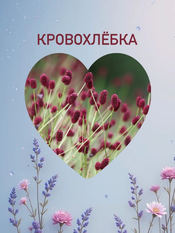 Дурман вонючий, тетрасперма, кровохлёбка
Эксперт по цветоводству сделала подборку растений, которым