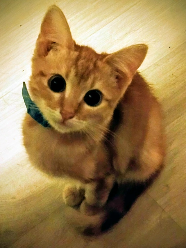 Сплошной охотится.
#руфуоуссплошной