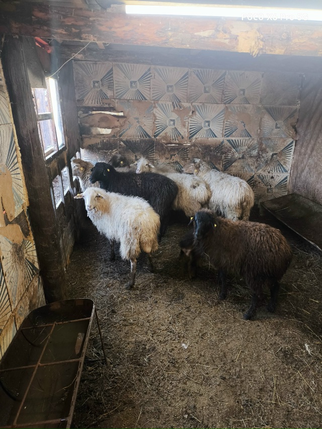Продам баранов 3 куркара
19 овец 3 ягненка
Тел.+7 951 034-00-28