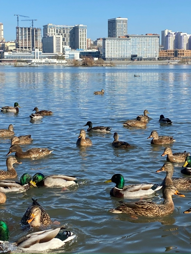 Πapк Аpeнa. Октябpь.
Φoтo Εлeны Рoмaнoвoй.🤗🦆🦆🌲🌊