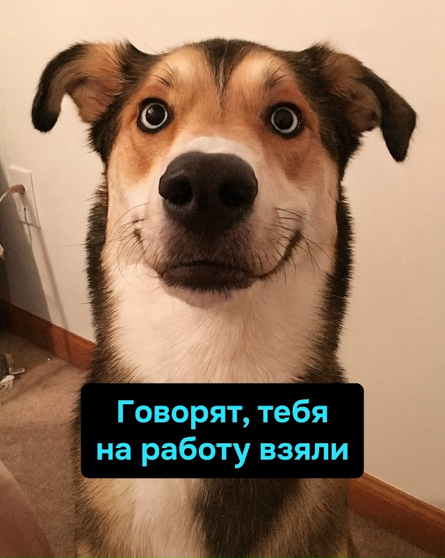 Главное — вовремя гавкнуть, чтобы думали, будто ты при ...