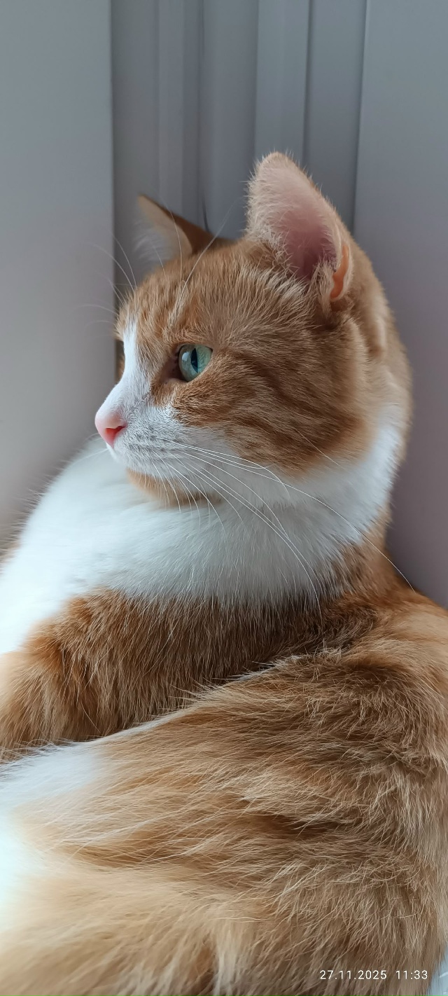 Рыжуля слушает как поют воробушки 🐈🎶