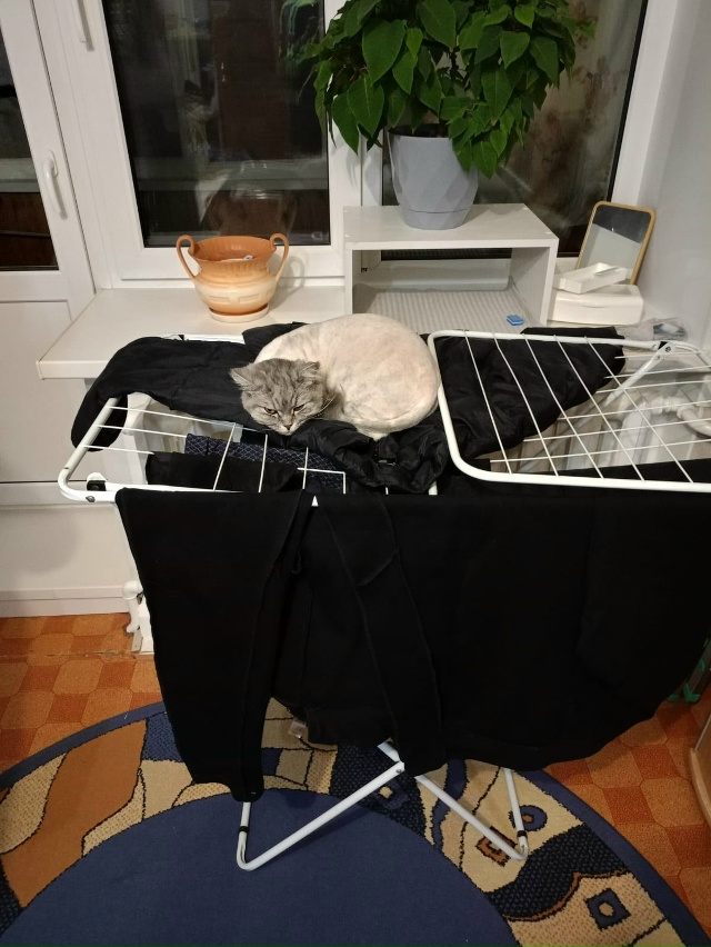 Ещё немного фоток лысой булки Рыси