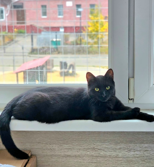 🖤 🐈Чёрныш в поисках своей семьи!🏠
Мальчику около п...