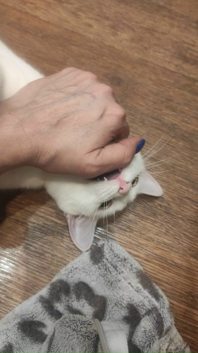 Пропала Кошечка-подросток , выпрыгнула с балкона В-1 5 и ...