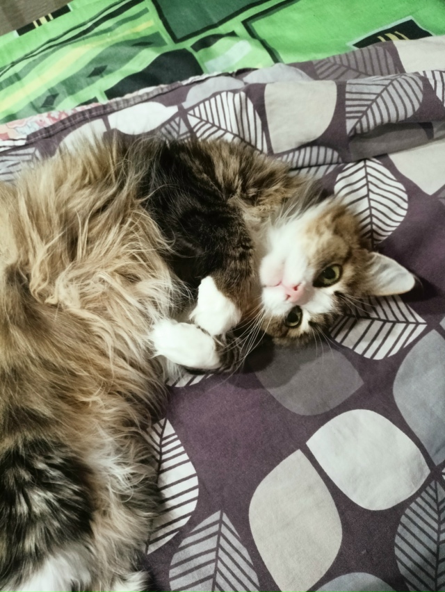 Пост для животных 🐕🐕🐕
Чем занимаются ваши питомцы, ?...