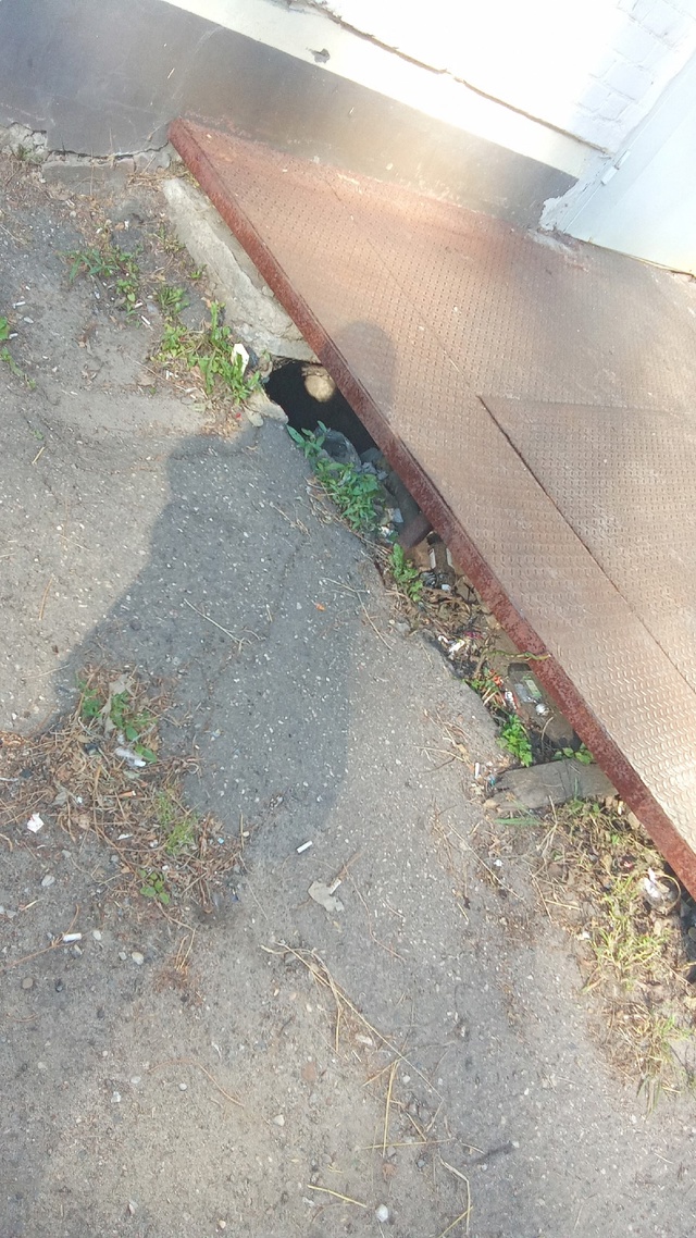 Здравствуйте никто не терял котика ? В Красноперекопск...