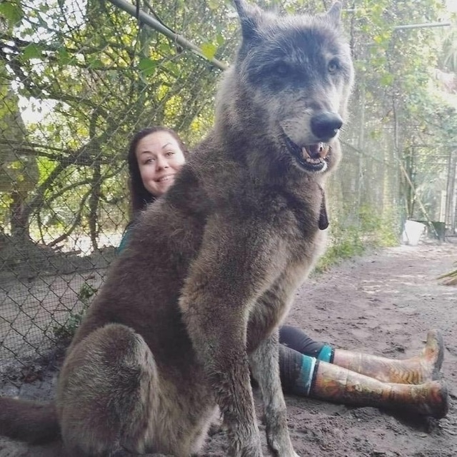 Юки - один из волкособов в приюте 