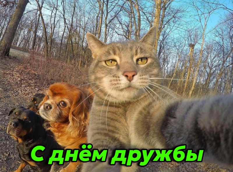 Сегодня отмечается Международный день дружбы
С праздником тебя, мой друг
