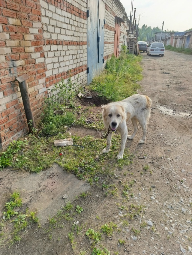 Уважаемые хозяева данной собаки. Вы границы попутали? ?...