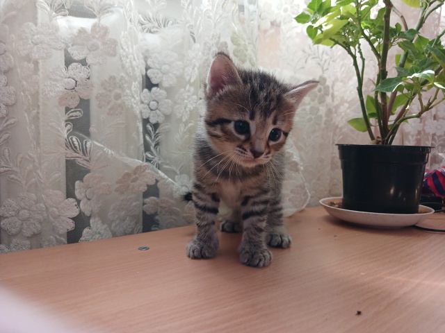 Отдам котят в добрые руки от Бенгальской кошки! Мальчи?...