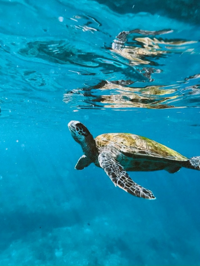 🌍 На дне лазурных вод, где солнечные лучи мягко играют...