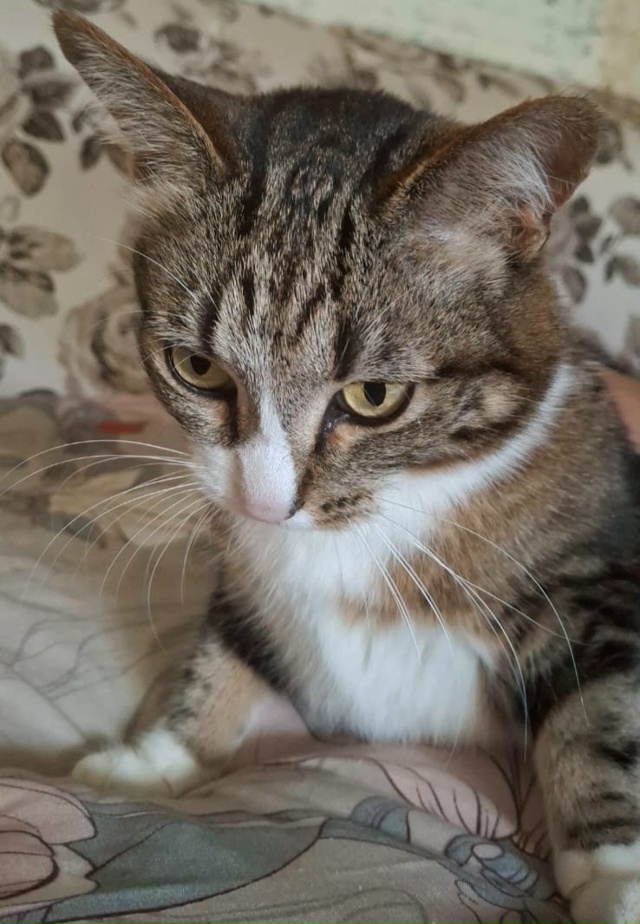 Розыск!
Пропала кошка! Стерилизована
г. Ивантеевка, Со?...