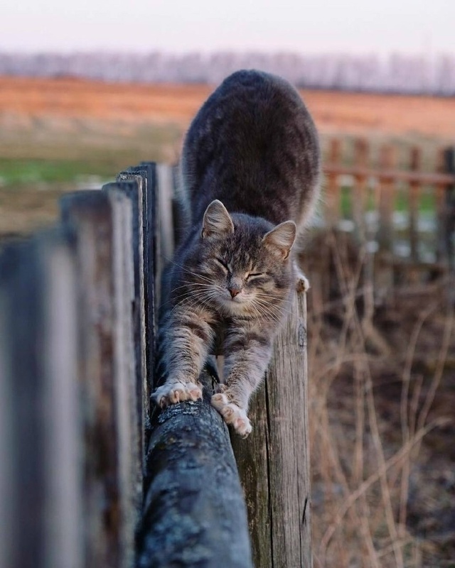 Красота деревенских котиков ❤️