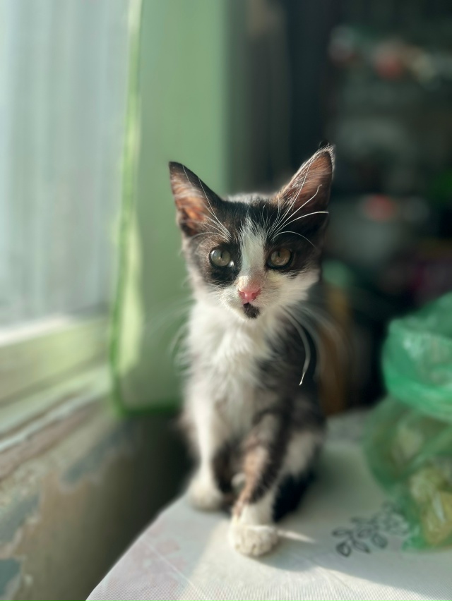 Добрый день!
Отдадим в добрые руки очень ласковую дево...