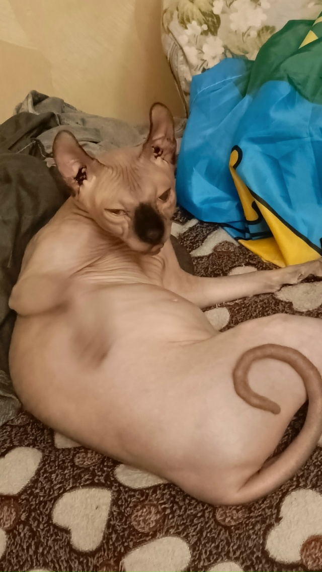 Царь Максимильян вылизывает своё богатство