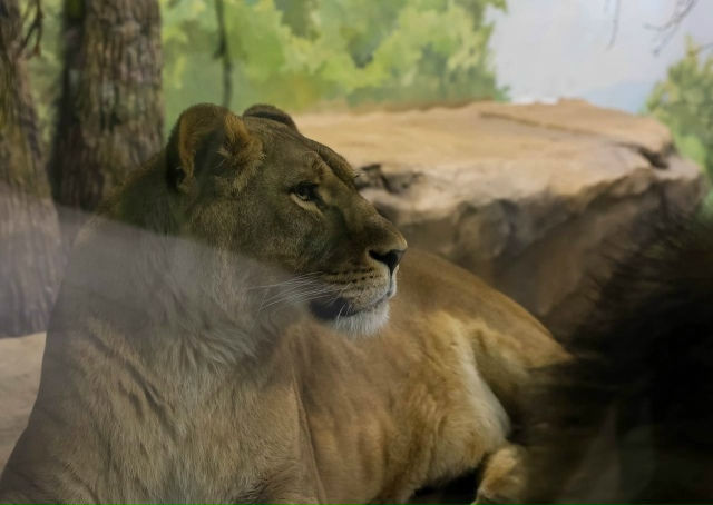 Африканские львы Эрни и Мира празднуют новоселье в Ека...