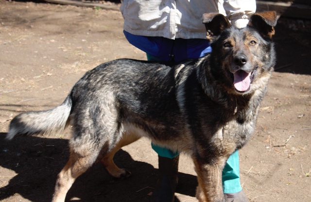 Ищем хороших хозяев для Рокки
Кобель.
Метис овчарки.
В?...