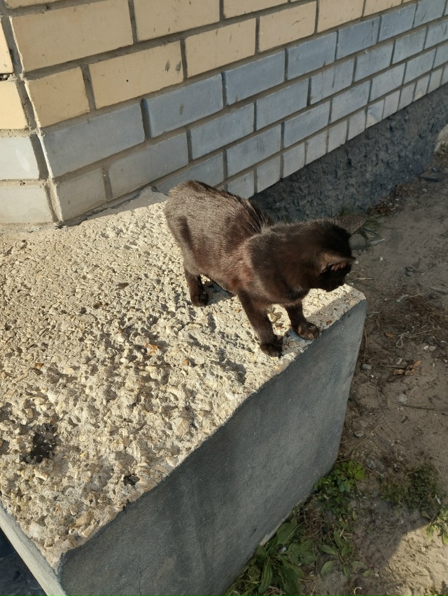 За 8 школой около магазина малинка появился новый безд?...