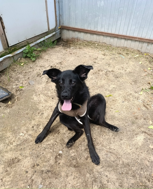 Эта девочка, продолжает искать дом. Стерилизованная, п?...