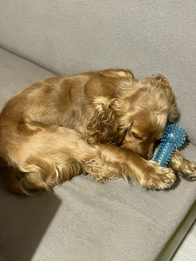 ПОТЕРЯЛАСЬ СОБАКА!!!
пожалуйста помогите найти собаку ...