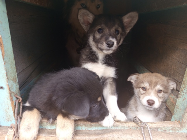 Разбирай милоту родились 5 августа мама хаски папа лай...