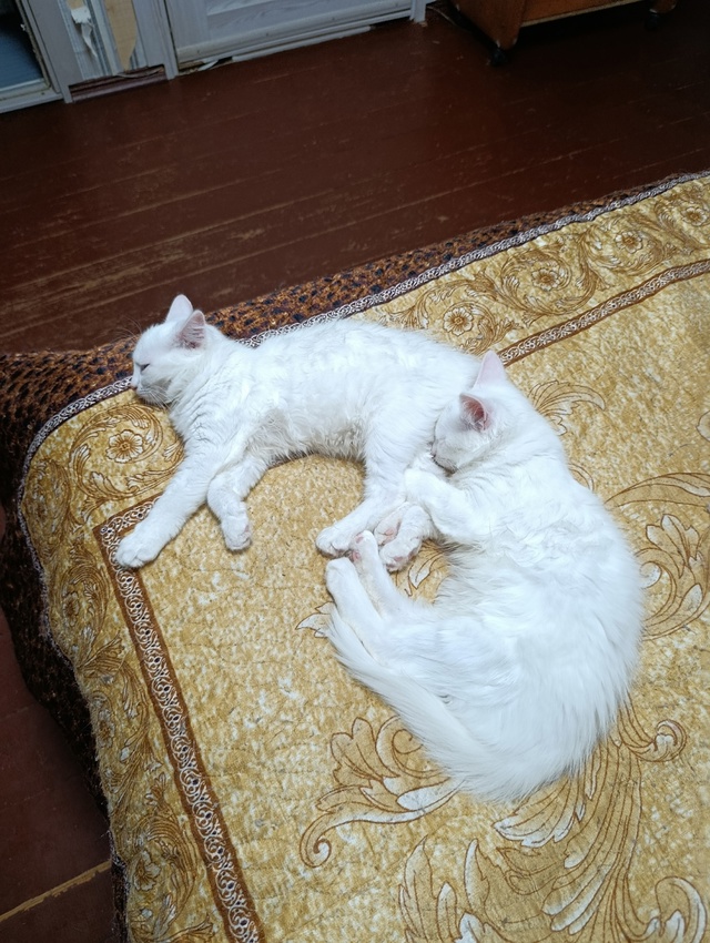 Котя месяца 3+ кот и кошка, едят всё, в лоток ходят... бат...