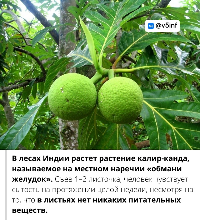 Подборка интересных и познавательных фактов.