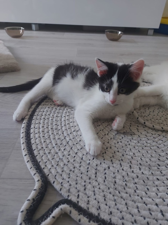 🐾 Три котёнка ищут дом! 🐾
Друзья, перед вами тройка о?...