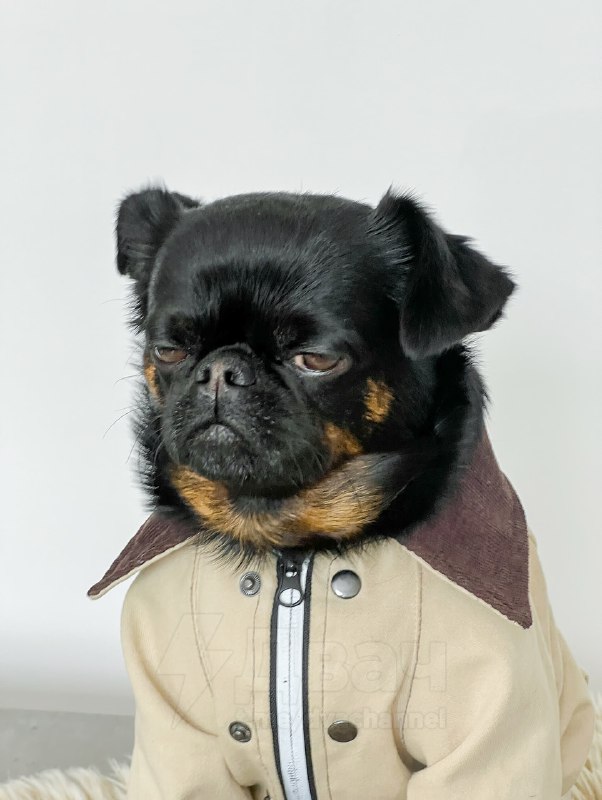 Пёс Чарли с хмурой мордочкой — новая звезда соцсетей
Это же все мы, когда узнали, что впереди рабоч