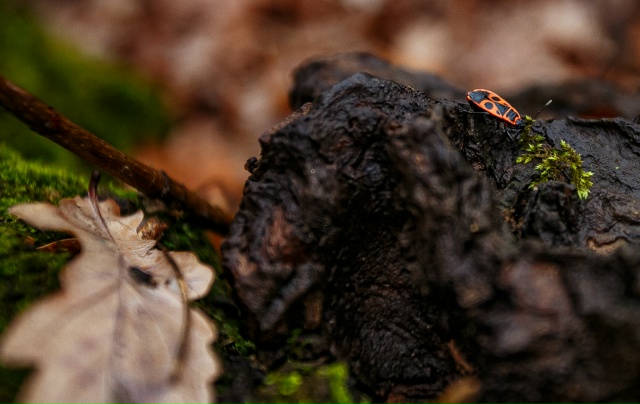 🥰 Осенняя красота в лесах Воронежской области