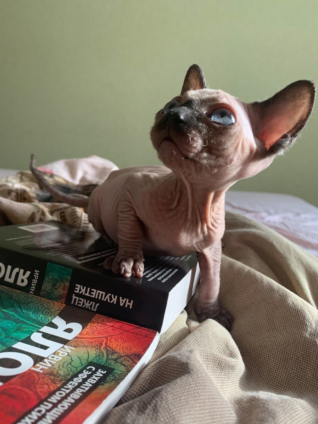 Кот Вагнер ???
Этим летом отмечаем пять лет совмес...