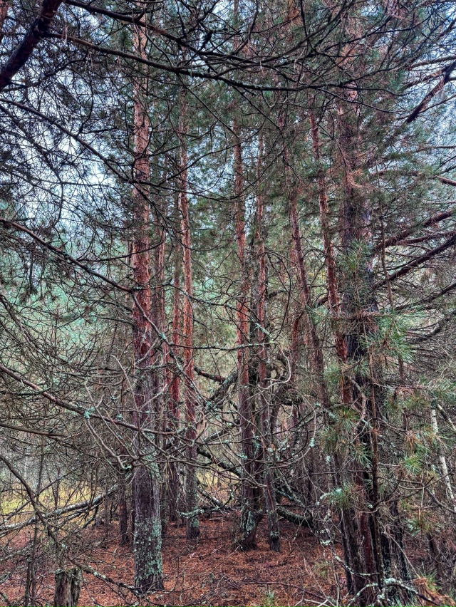 Доброй ночи, Никольск❤