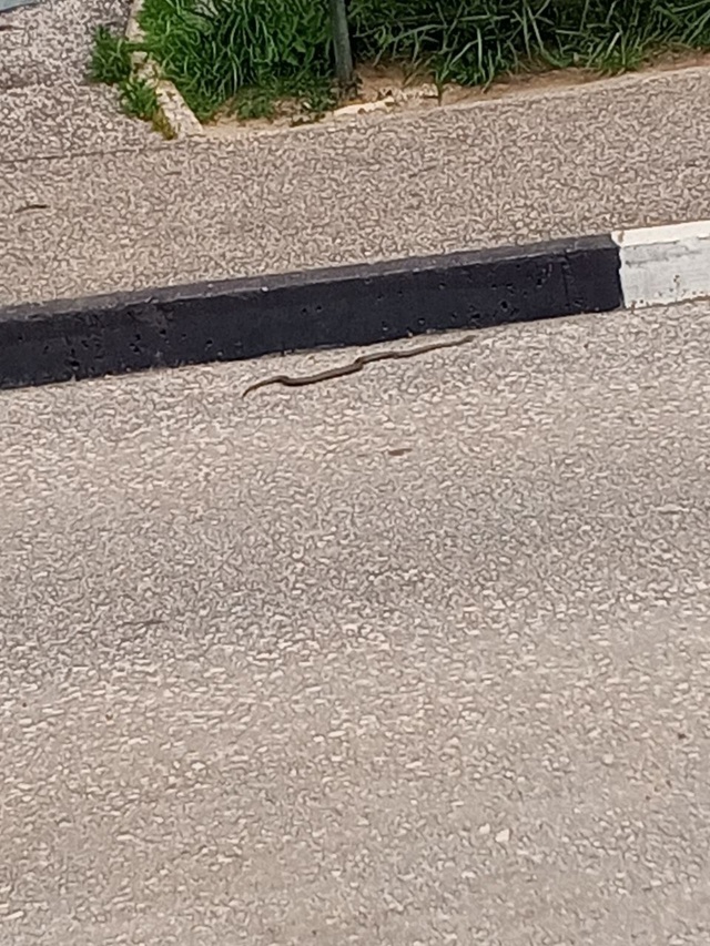 Змея
На улице Строителей, 13