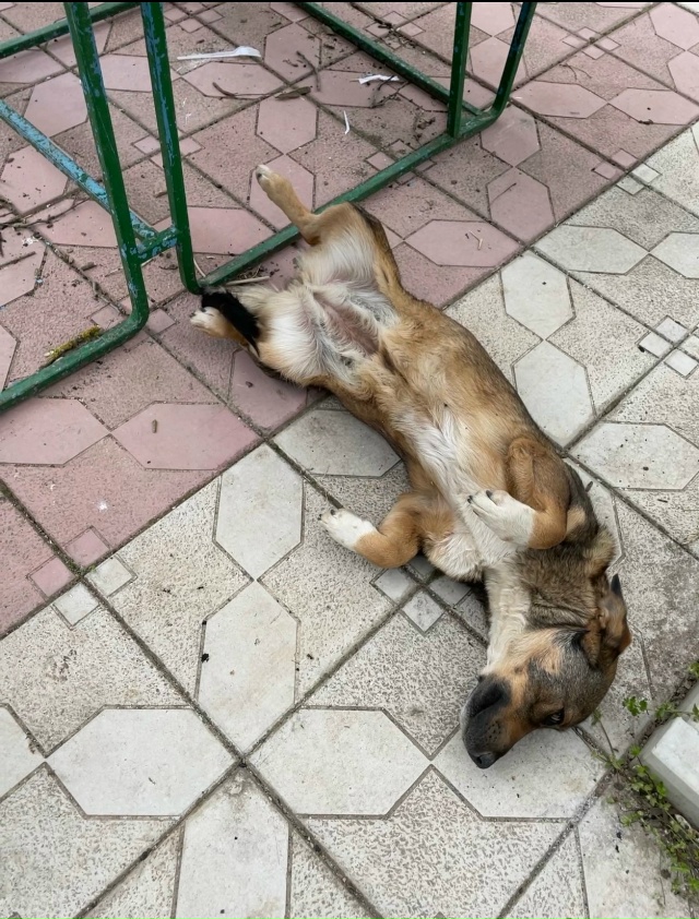 Пропала собака в районе курортной зоны, ул. Фрунзе, ул.П...