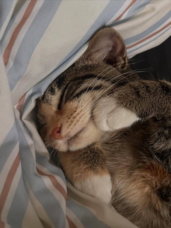 Слатких снов :3