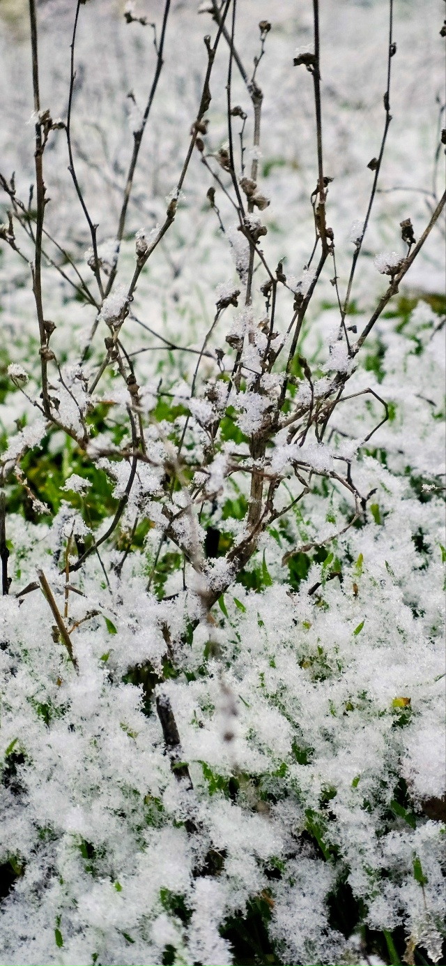 Всех с первым снегом ⛄️
Фото от подписчицы
